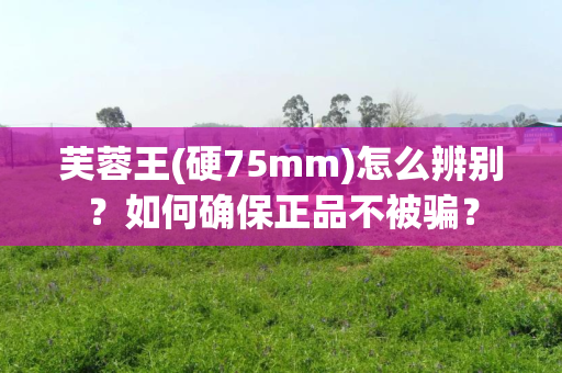 芙蓉王(硬75mm)怎么辨别？如何确保正品不被骗？
